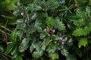 Gamander - Teucrium chamaedrys * 1428 x 952 * (352KB)